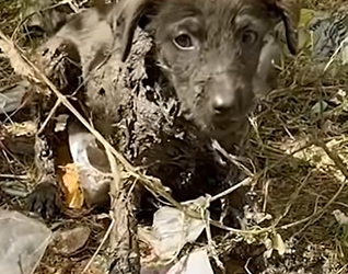 T0505020_Puppy Covered in Solid Tar Screaming in Pain Rescued Video