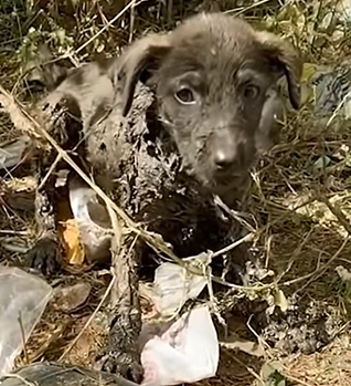 T0505020_Puppy Covered in Solid Tar Screaming in Pain Rescued Video