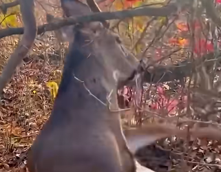 T1105011_Brave man gets knocked down rescuing deer