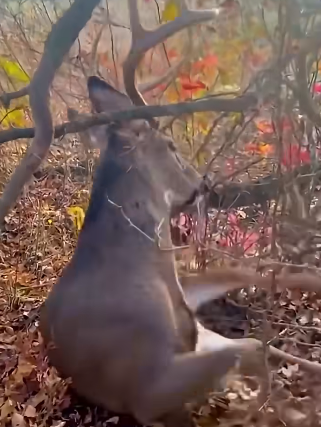 T1105011_Brave man gets knocked down rescuing deer