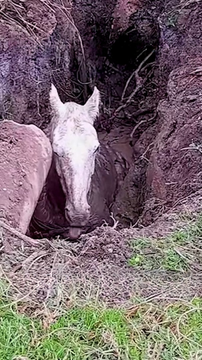 T2706015_His Calm May Have Saved His Life