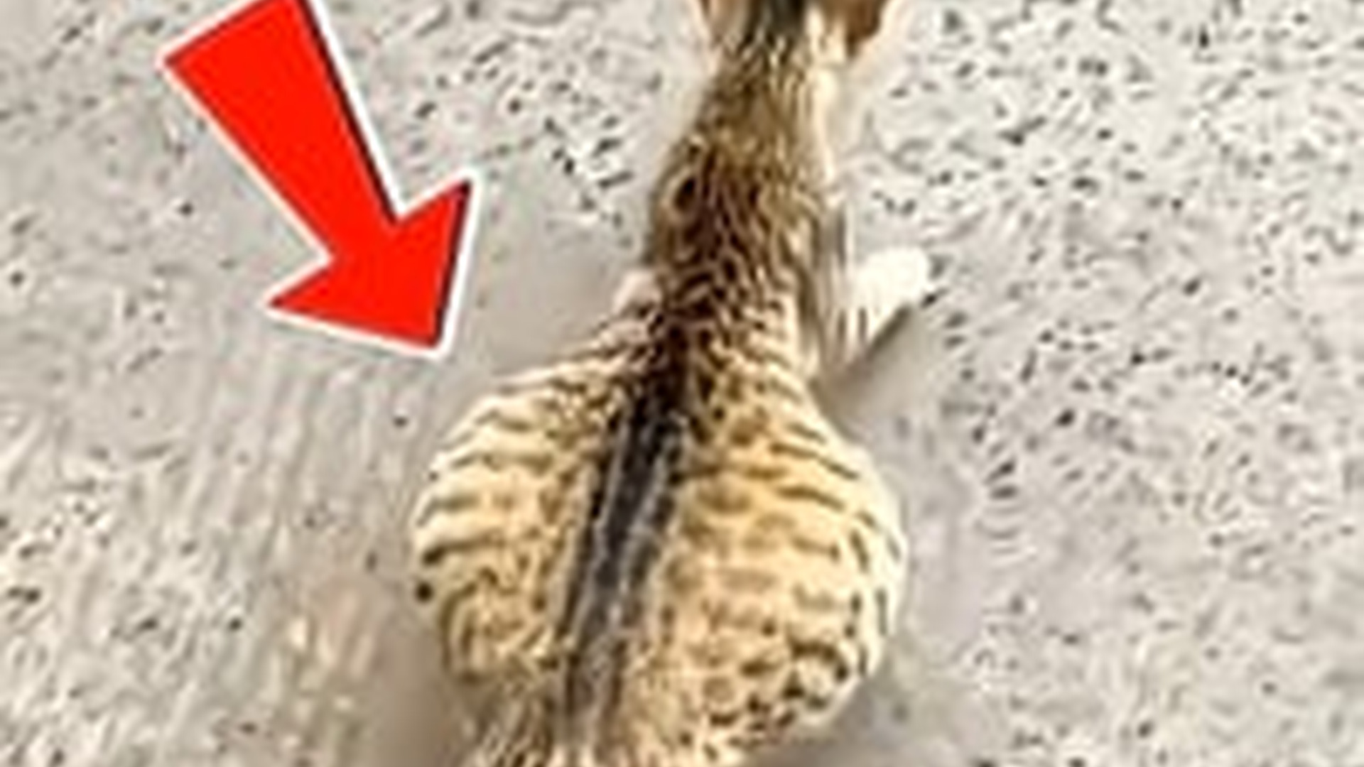 T0405004_Woman Saved Sick Cat Swollen Belly Animix animal