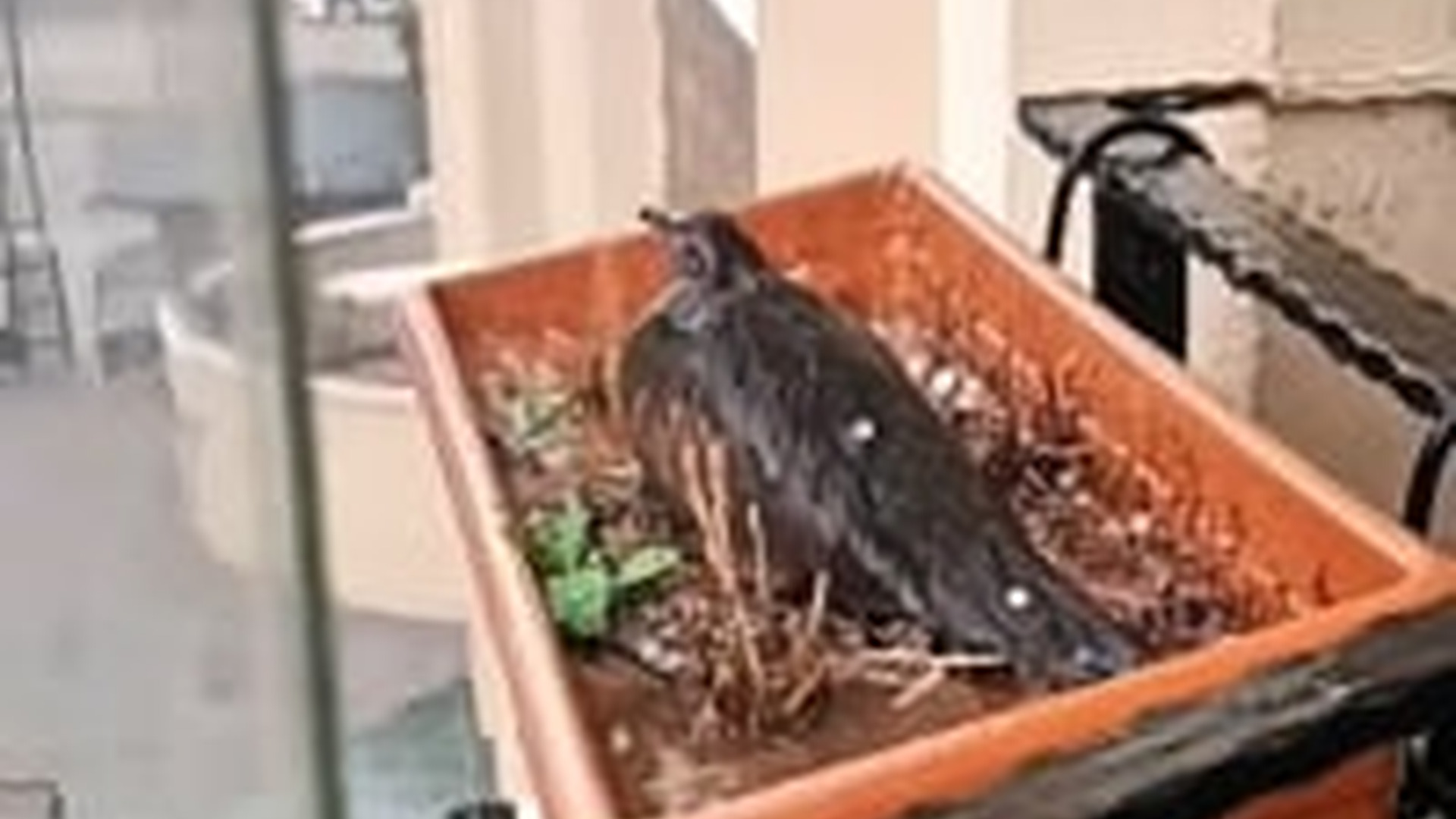 T0405006_mother dove did not leave her eggs even during heavy hailstorm Animix animal