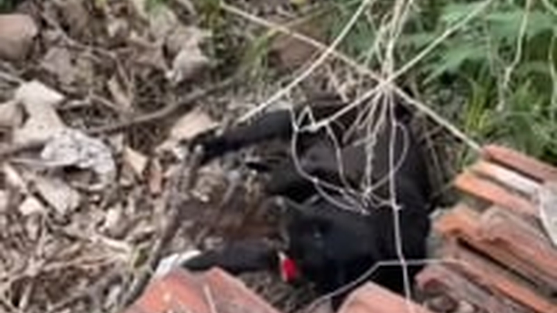 T0405017_Weak Animal Gets A Second Chance At Life