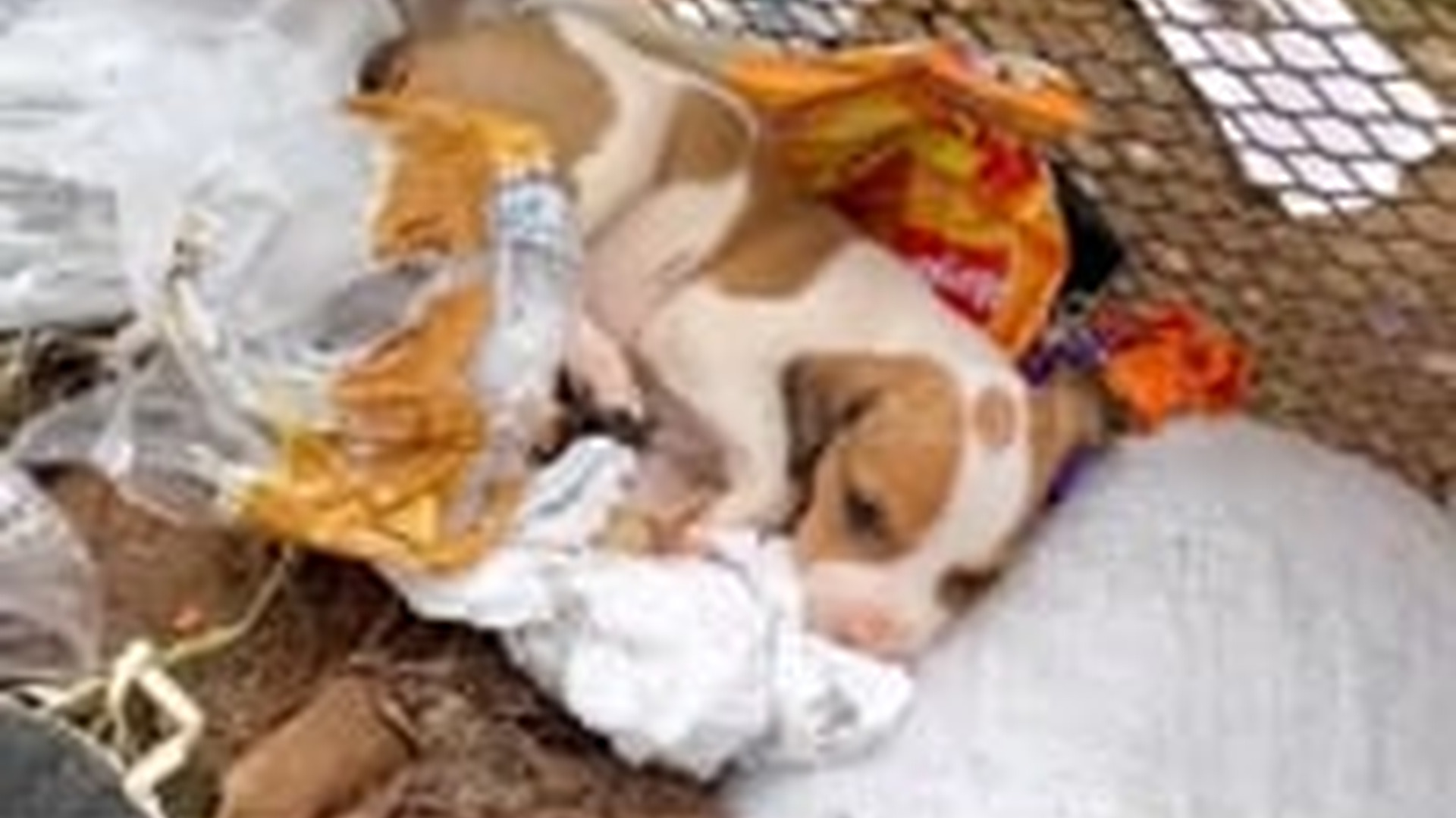 T0405019_Rescue puppy then miracle happens