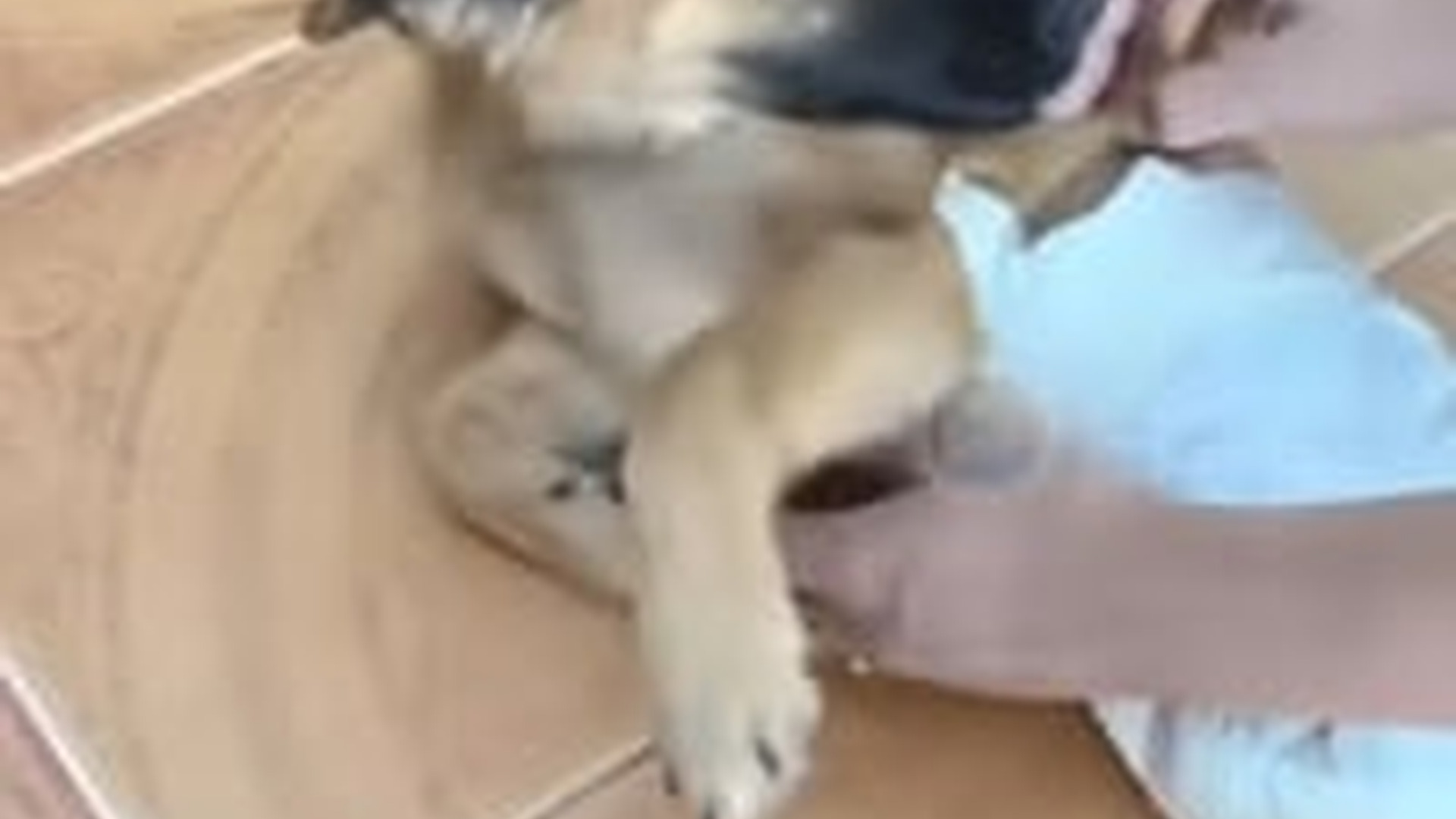 T0405020_She Learned to Chase Happiness Again Using Only Her Front Legs After Life Changing