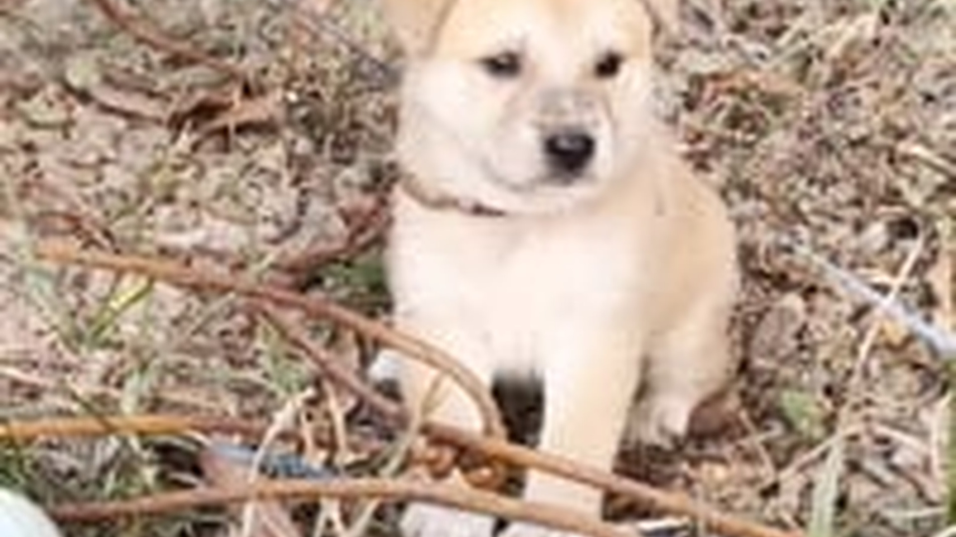 T0405025_While was exercising, saw little dog chained in firewood shed