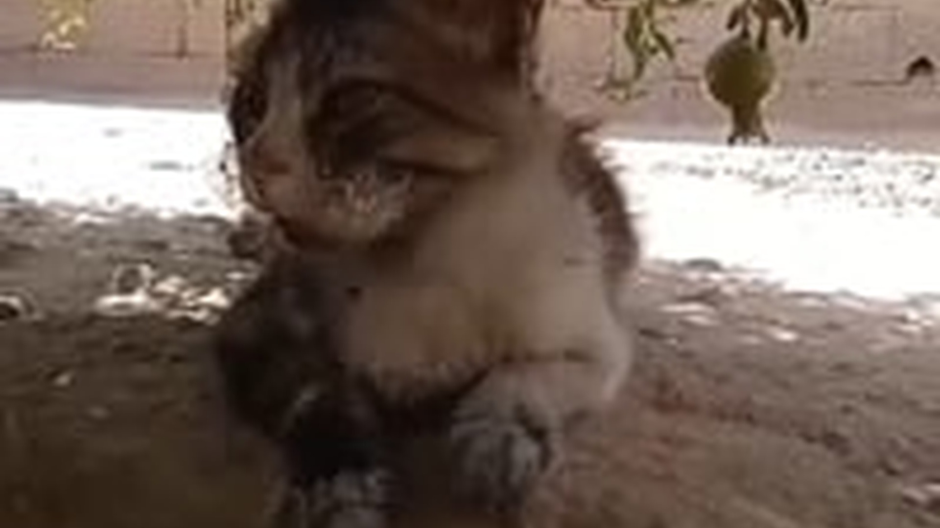 T0405029_She asked for food and a kitten burned her (1)