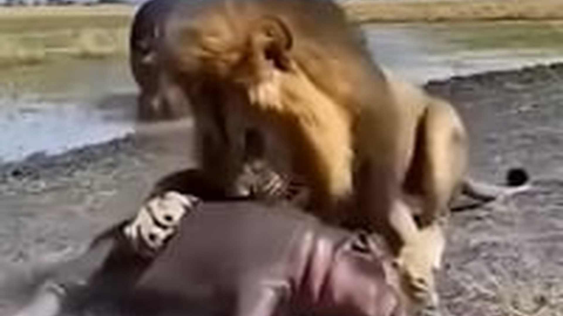 T0405030_A mother made a lion's mane for her child �