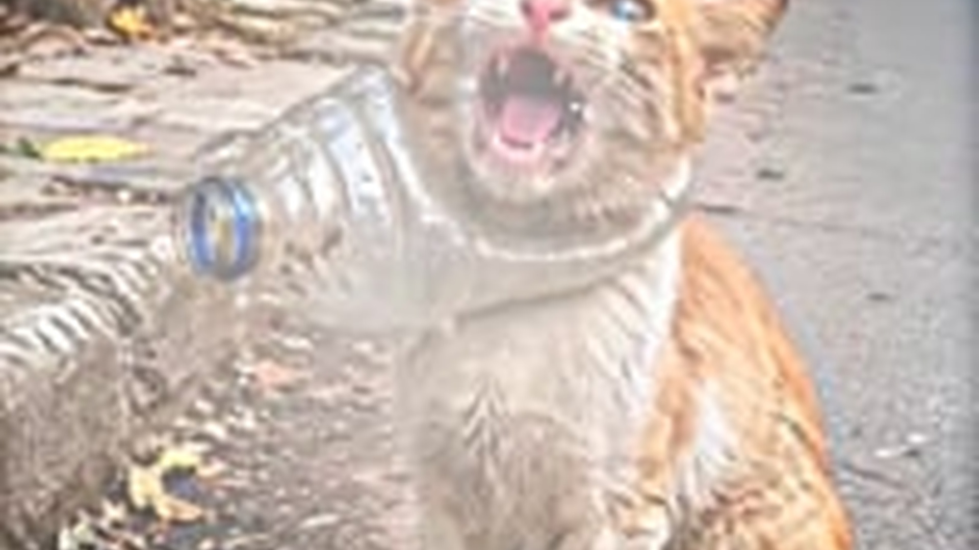 T0806015_pedestrian freed cat by throwing bottle its throat