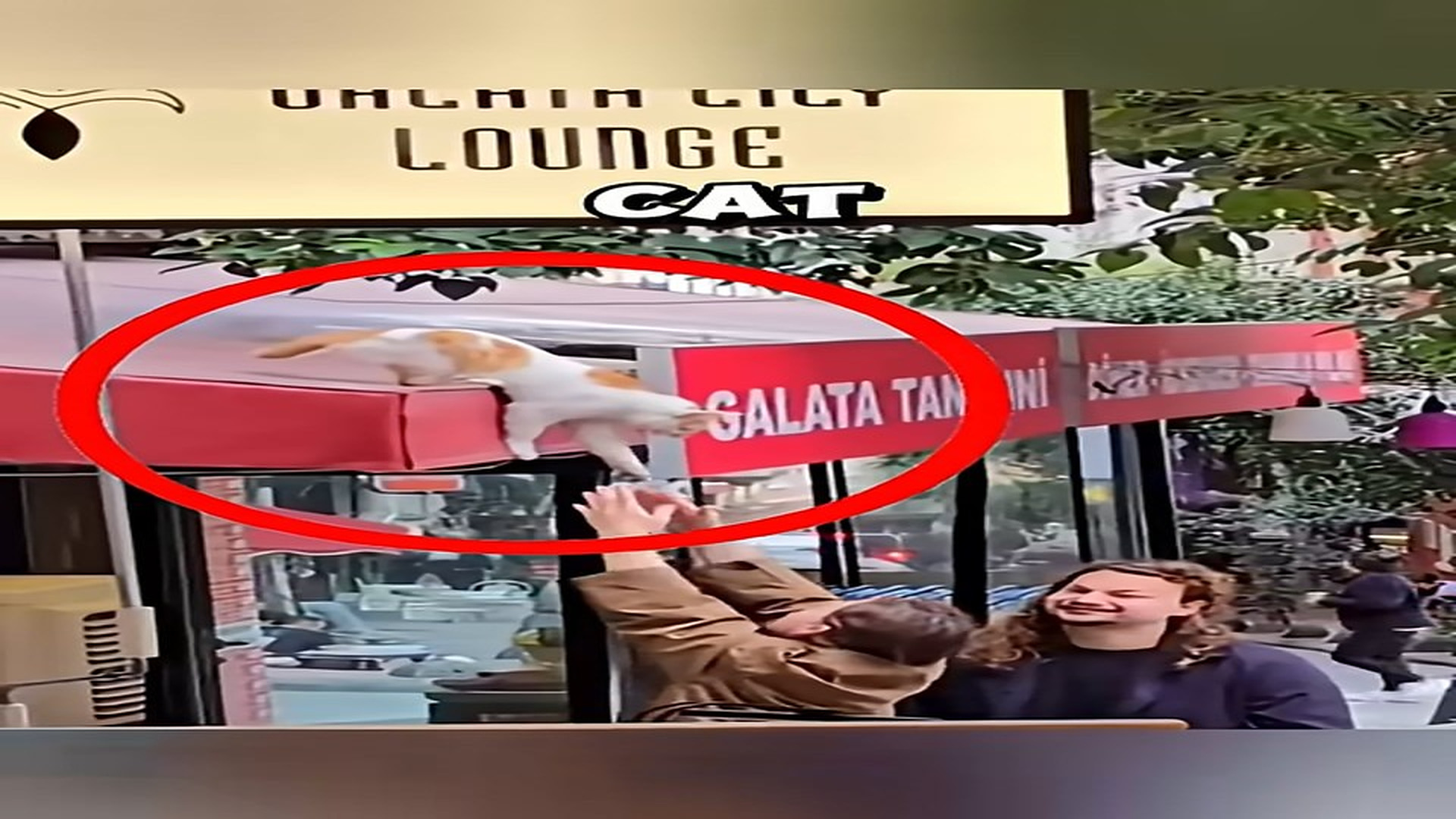 Full story: T1306013_clever trick finally saved helpless stray cat
