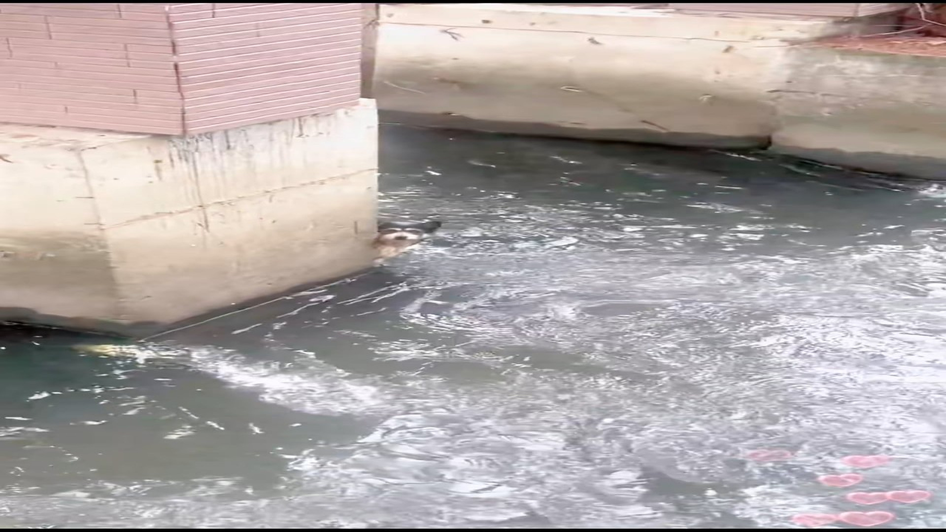 Full story: T1306016_kind hearted man quickly rescues dog trapped in river