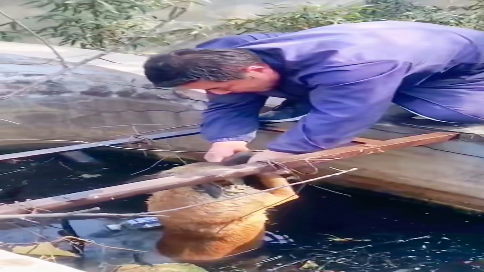 Full story: T1306020_Weak Animal Cries Until Someone Notices