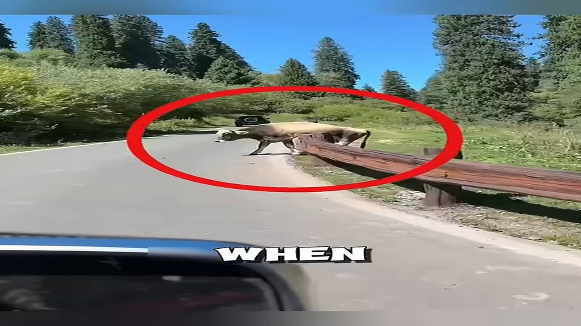 Full story: T1306023_People stop car to save struggling cow