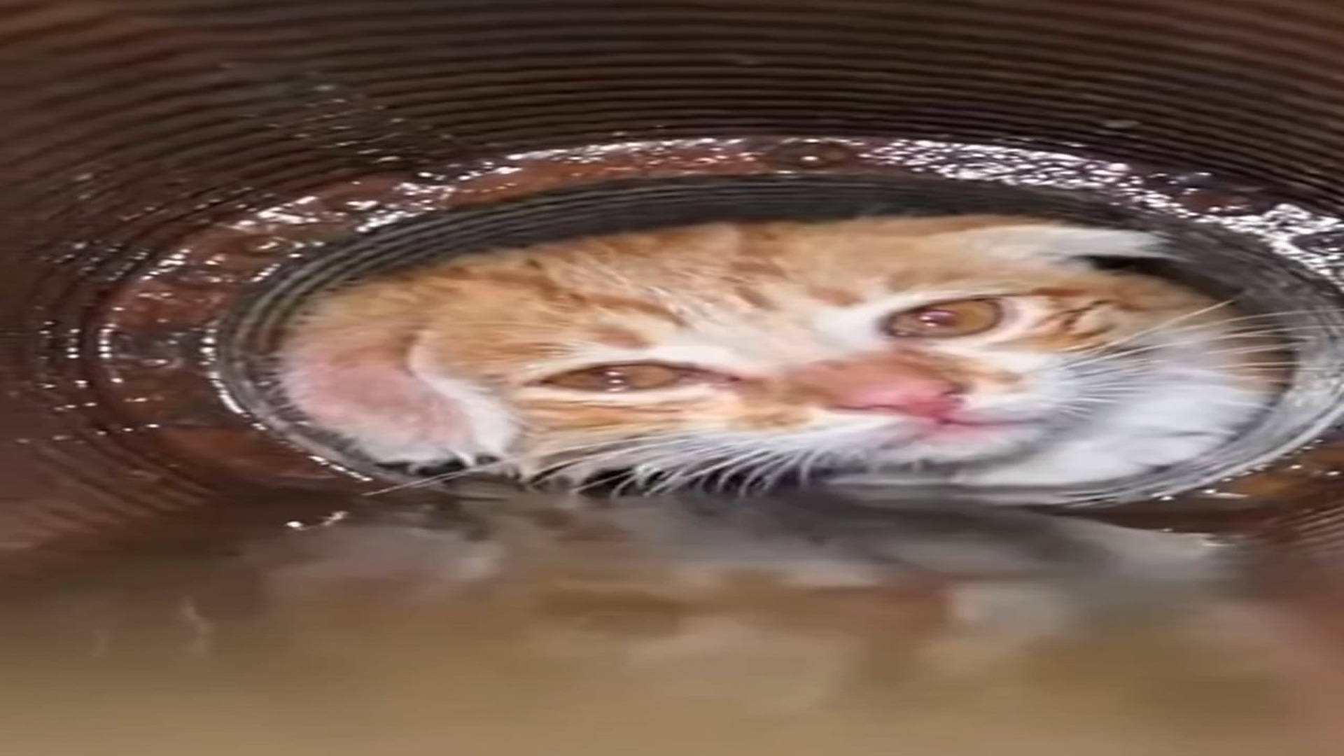 Full story: T1306024_Poor Cat