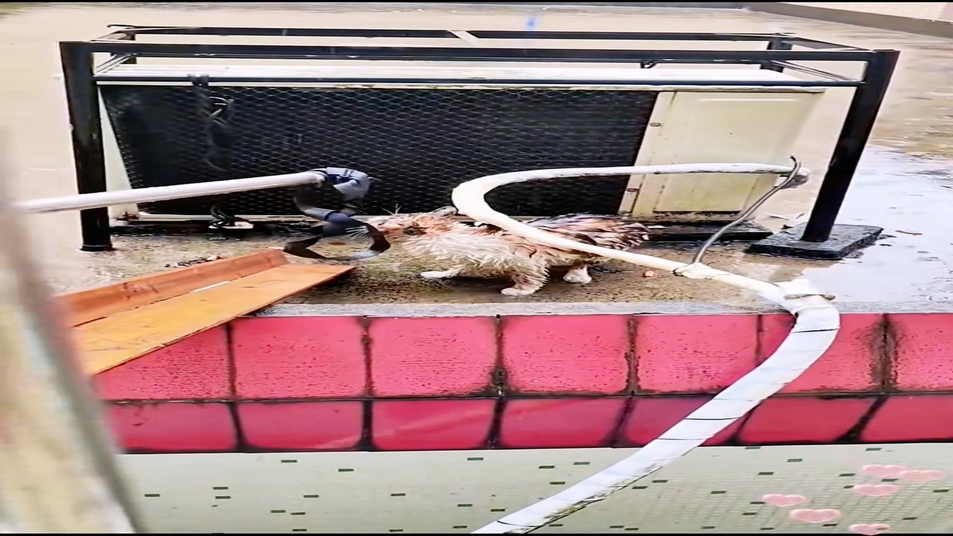 Full story: T1306025_Rescuers Find A Helpless Animal In The Rain