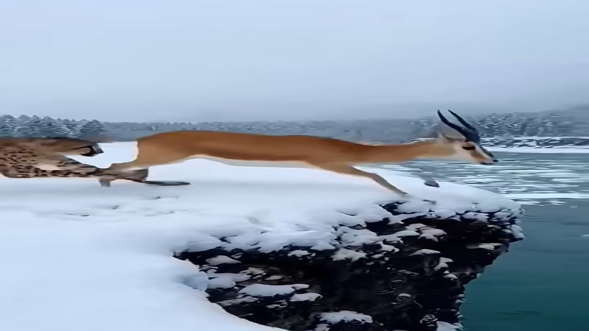 Full story: T1306028_The deer jumped to escape from the cheetah