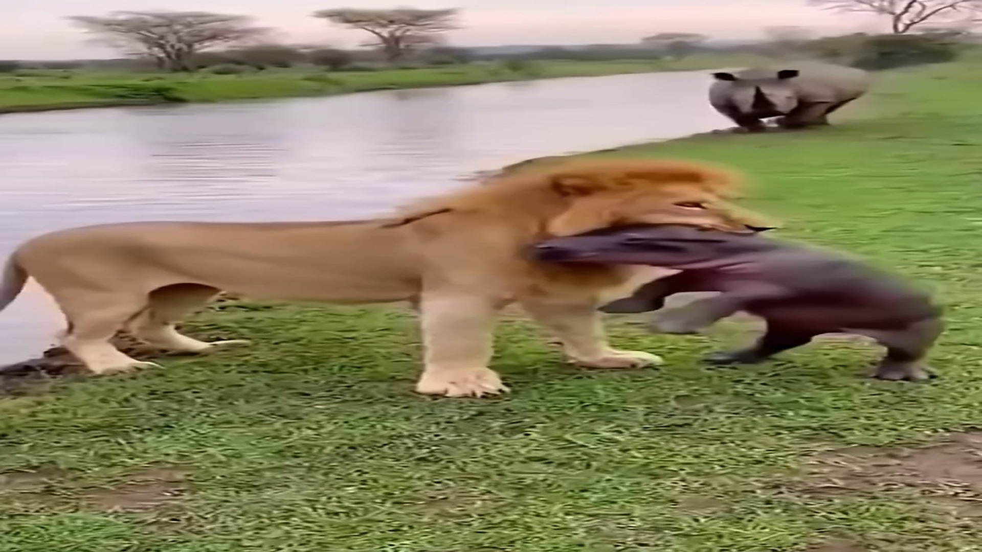 Full story: T1306029_A rhinoceros saved a baby hippo from a lion