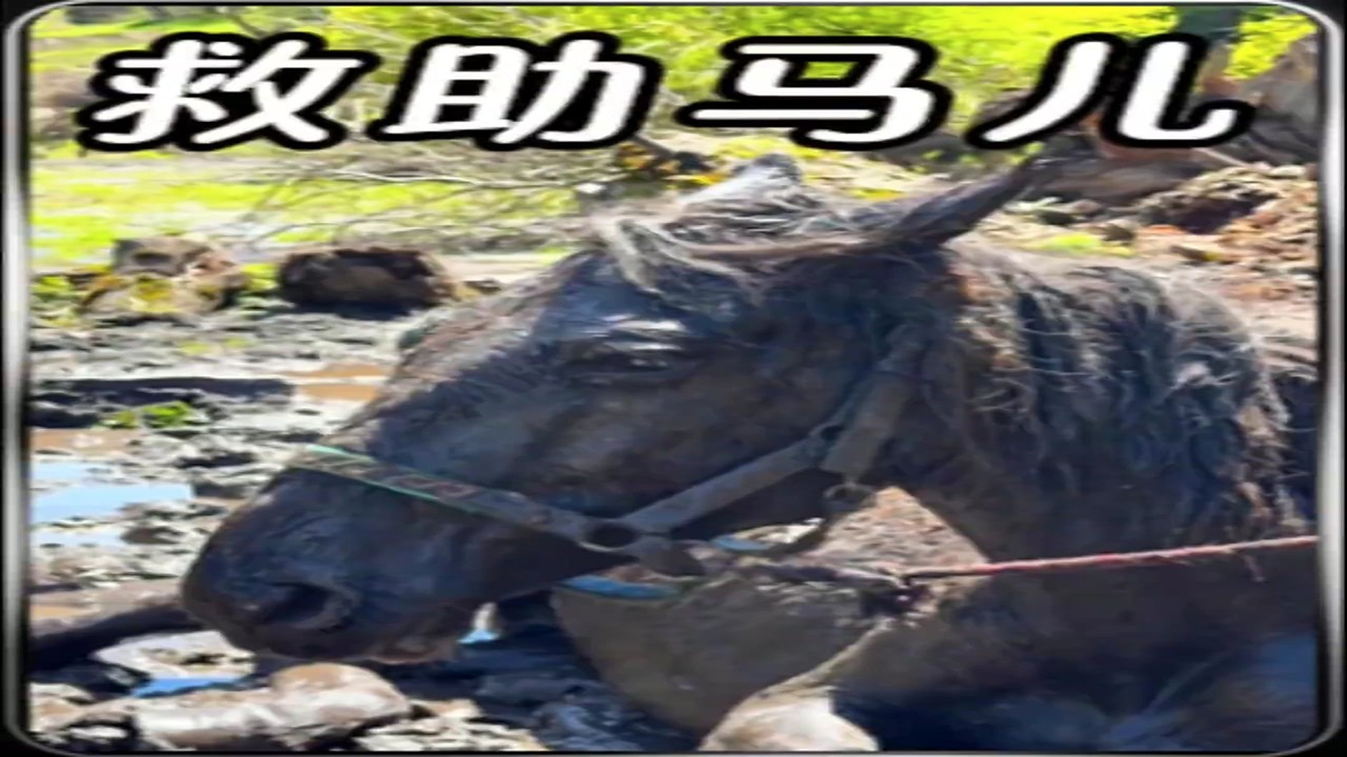 Full story: T1306030_A horse was trapped in a swamp and dying, and a kind-hearted lady came to her rescue!