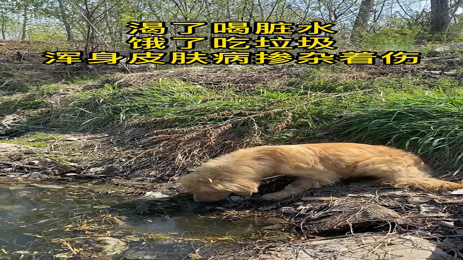 Full story: T1306031_The little golden retriever who drank dirty water and ate garbage seemed to understand after saying take it away and hu