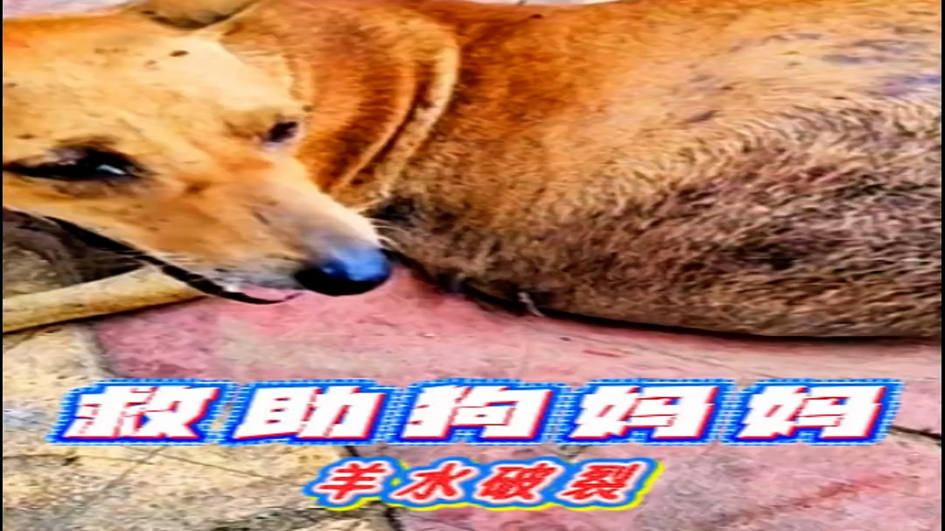 Full story: T1306034_In order to save her unborn child, the pregnant dog mother knelt down to passers-by on the street and begged for help.