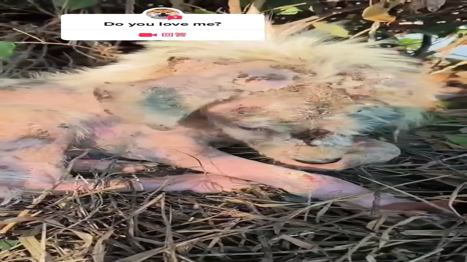 Full story: T1306035_Little Animal Saved From A Dangerous Place