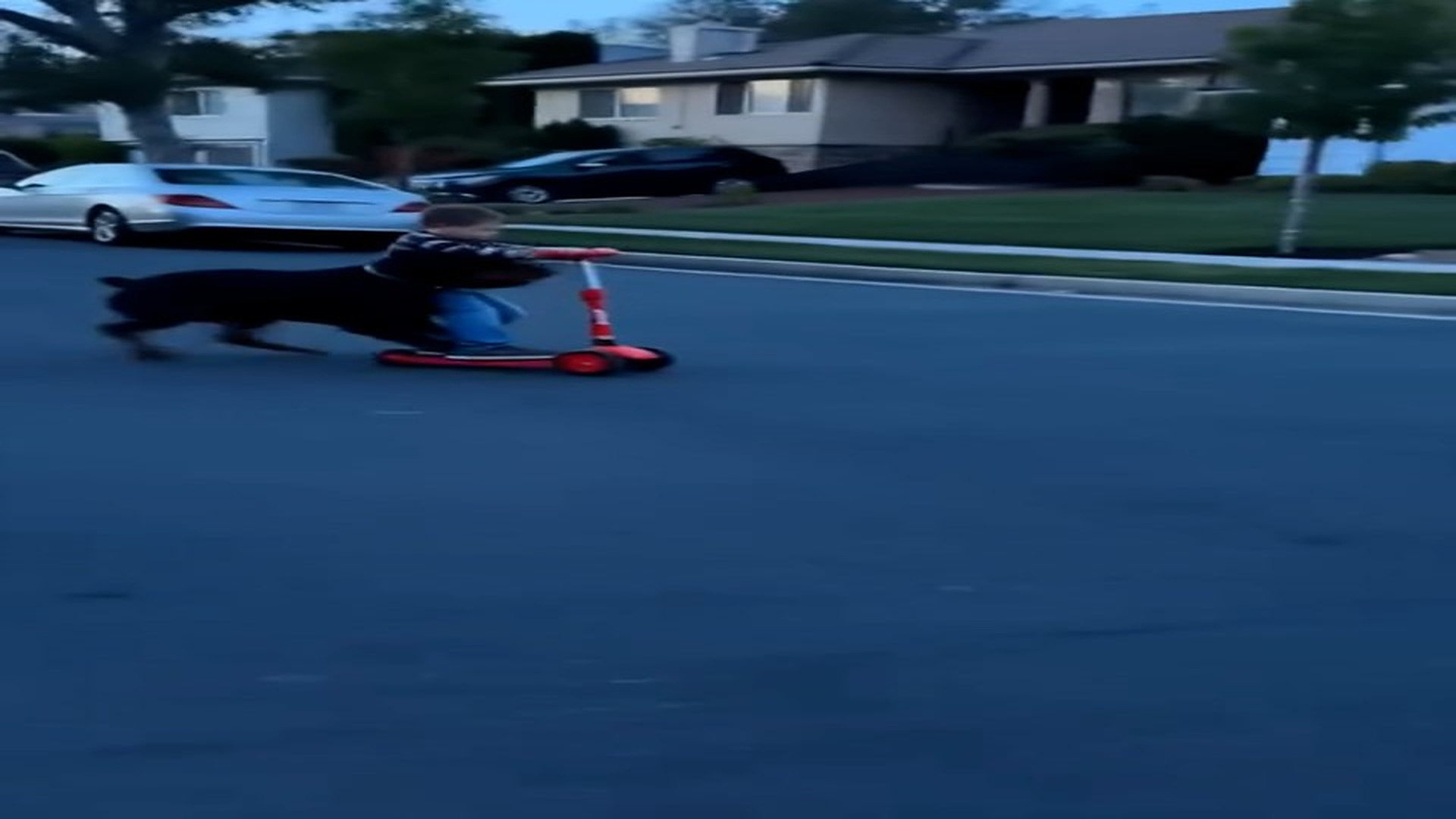 Full Story: T1506005_A Doberman Lunged At A Five-Year-Old Boy On A Scooter, And The Furious Neighborhood Surrounded The Dog To Put It Down.