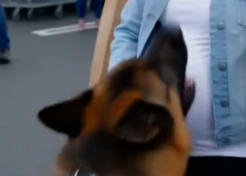 Full story: T2406001 A Police K9 suddenly tackled a pregnant woman outside Walmart, the truth left everyone frozen