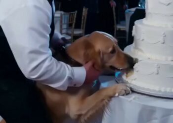 Unfold Story: T0807017_Our golden retriever Buster stood stiff as a board, barking wildly at our 3-tier wedding cake for exactly 17 minutes