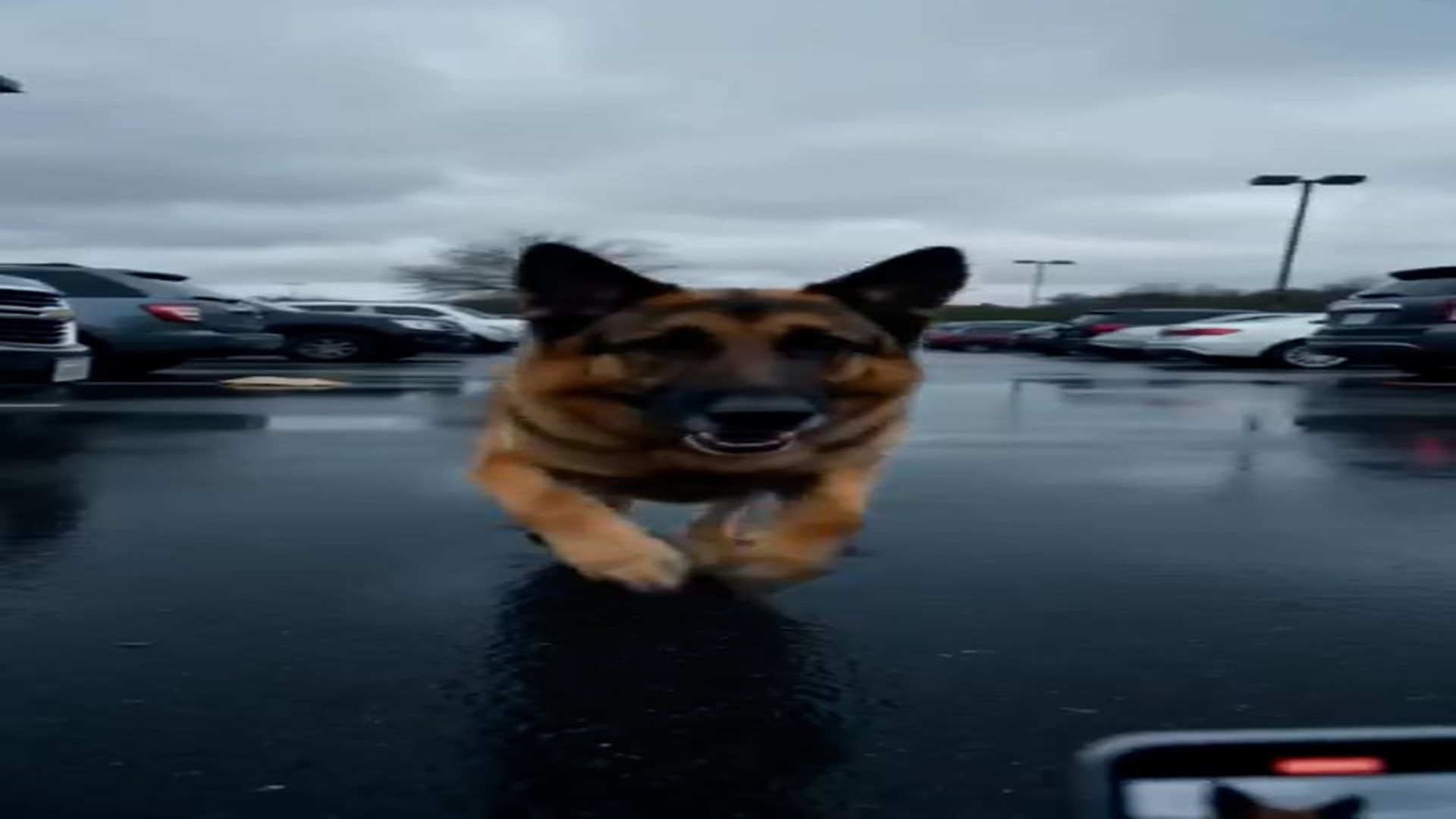 Unfold Story: T1807005_Suspenseful Dog Rescue