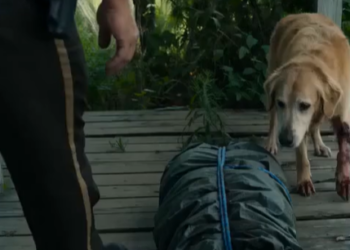 T2406003 I found an abandoned dog chained behind a vacant house, but when he chewed through the rope and dragged something to the porch