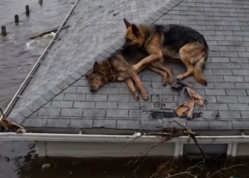 Full story: T0107050 🛡️ A helpless animal stood guard, refusing to leave despite fear, as if protecting the only thing left in its world 💔