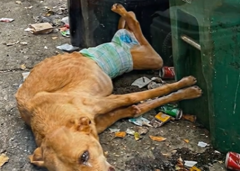 FULL STORY: T1007007 🥺 A desperate life was begging for mercy, and one kind rescue became its only hope to survive 💔 #AnimalRescue #HelpAnimals #SecondChance #Hope