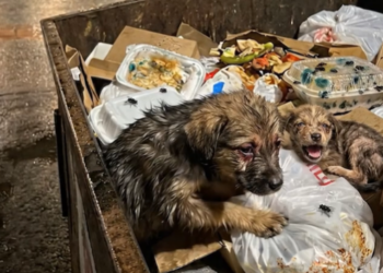 T0107067  This was the lonely cry no one heard, a heartbreaking sound from a helpless life still waiting in the dark #AnimalRescue#LonelyCry#Hope#SaveAnimals
