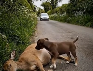 Full story: T2907015_Rescuers Race To Save A Helpless Animal