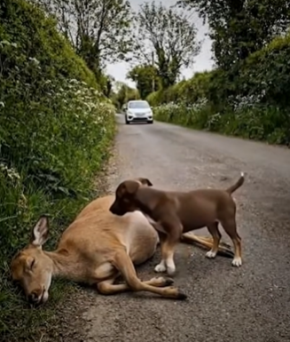 Full story: T2907015_Rescuers Race To Save A Helpless Animal
