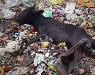 Full Story: T0108024_Tiny Animal Survives After A Touching Rescue