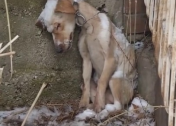 Full rescue here: T1009011_4 comments Snow clung to a small, trembling body, chained silent beside a crumbling wall on a