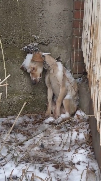 Full rescue here: T1009011_4 comments Snow clung to a small, trembling body, chained silent beside a crumbling wall on a