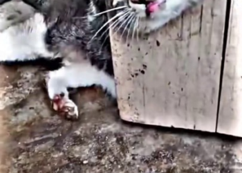 Full rescue here: T1309001_“Stuck in a door and unable to get out �� We’re doing everything we can to safely free this little