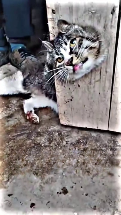 Full rescue here: T1309001_“Stuck in a door and unable to get out �� We’re doing everything we can to safely free this little